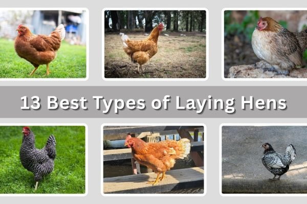 13 Best Types of Laying Hens: Identification with Pictures