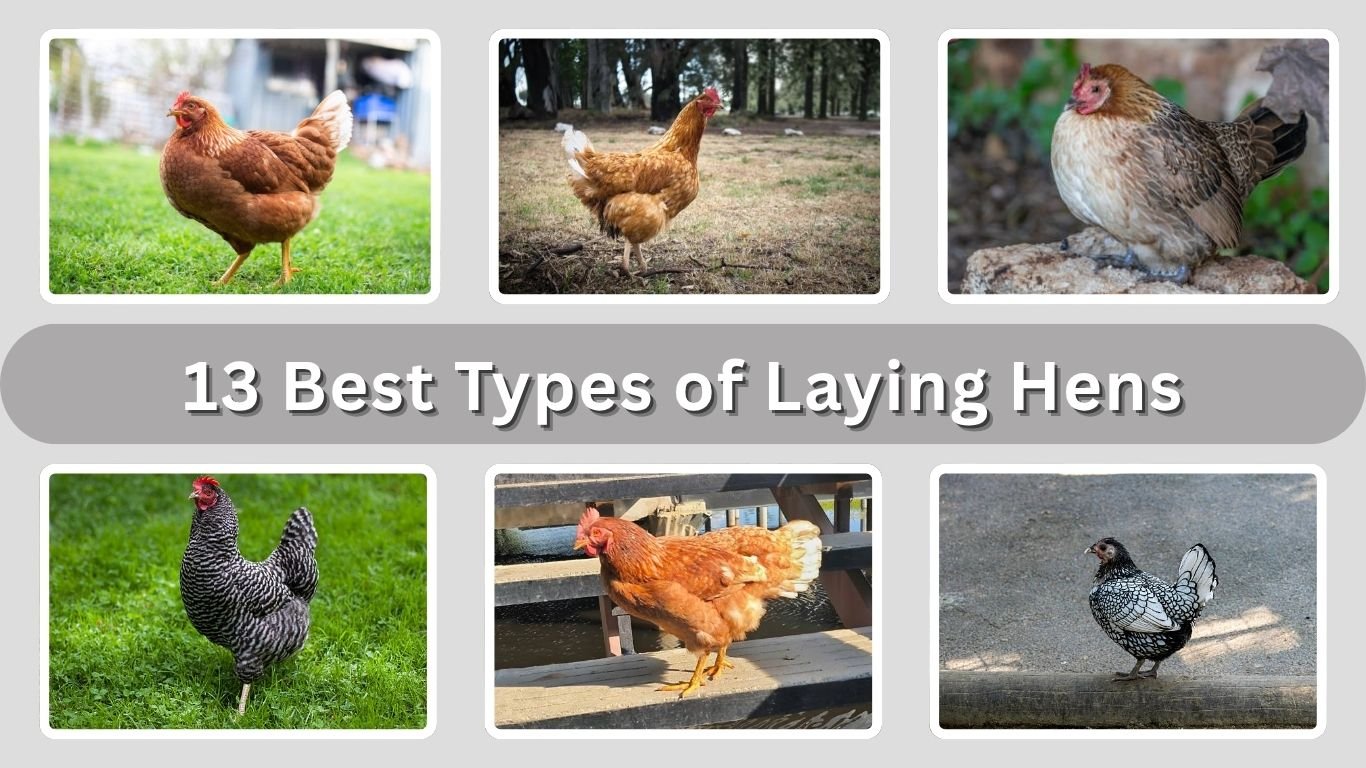 13 Best Types of Laying Hens: Identification with Pictures
