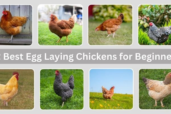 12 Best Egg Laying Chickens for Beginners : Id with Pictures