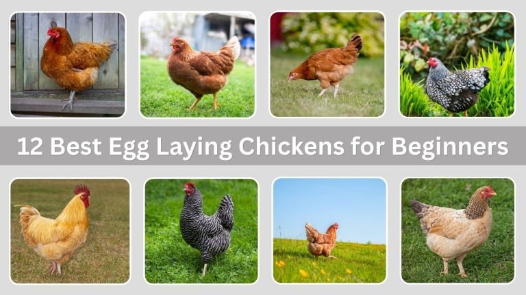 12 Best Egg Laying Chickens for Beginners : Id with Pictures