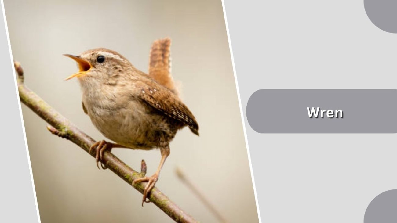 Wren