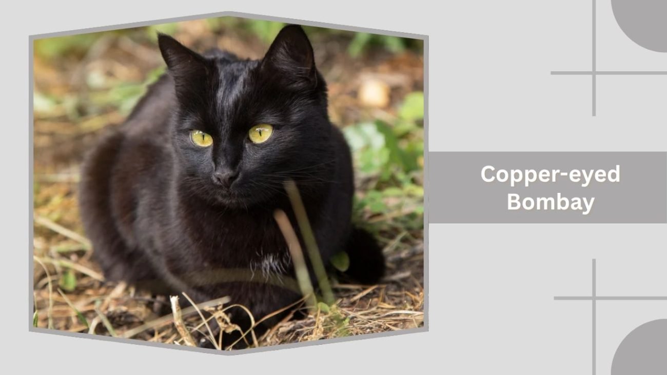 Copper-eyed Bombay