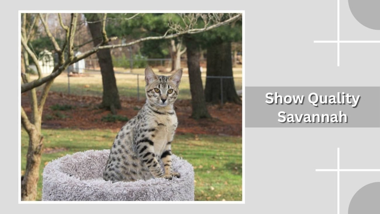 Show Quality Savannah