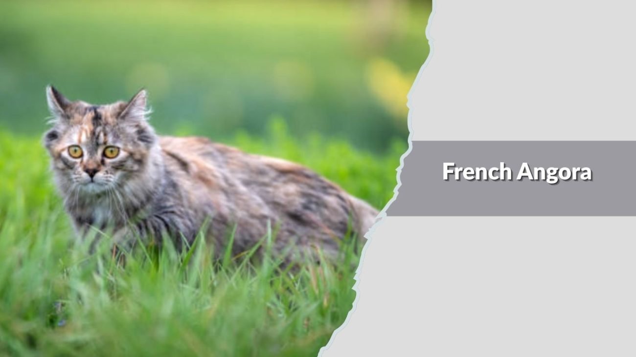 French Angora