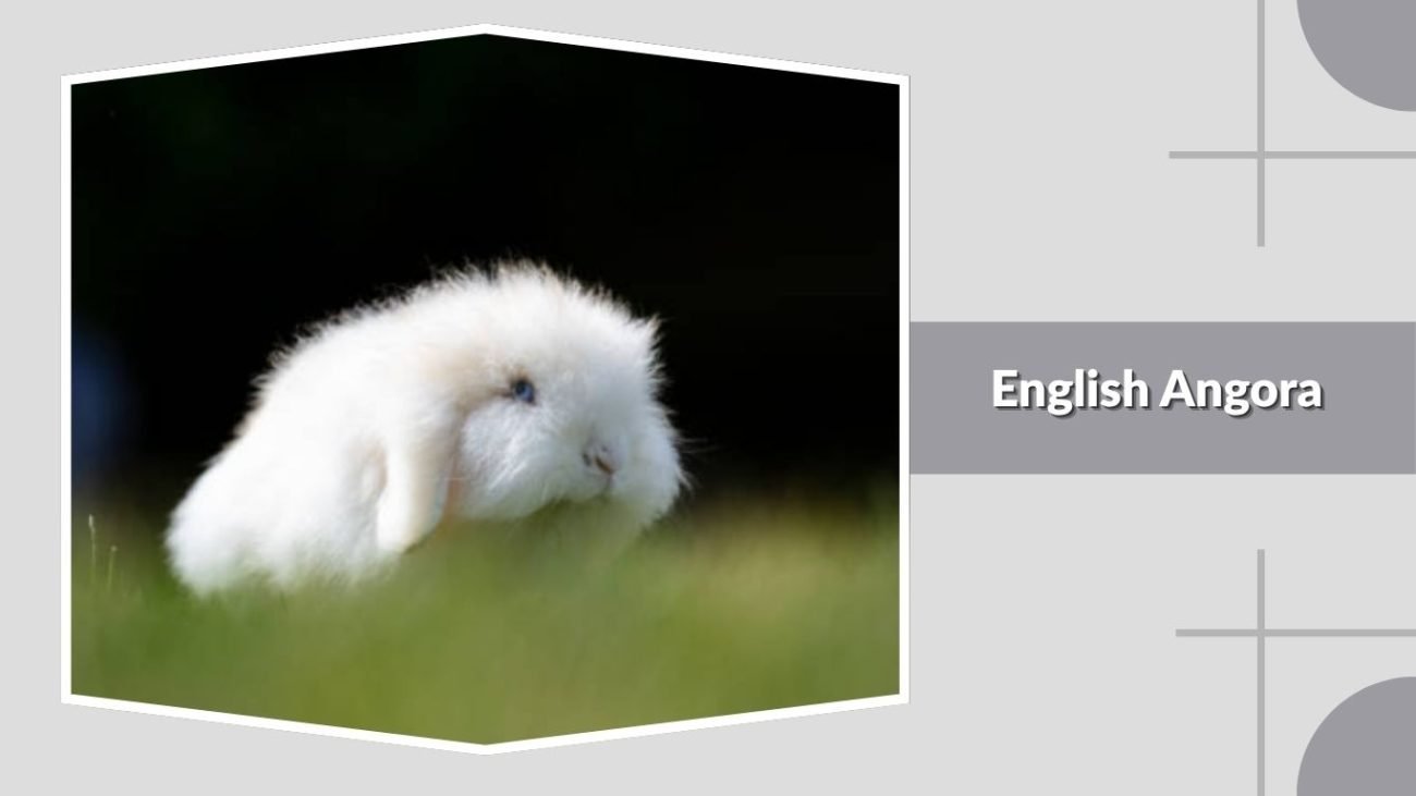  English Angora