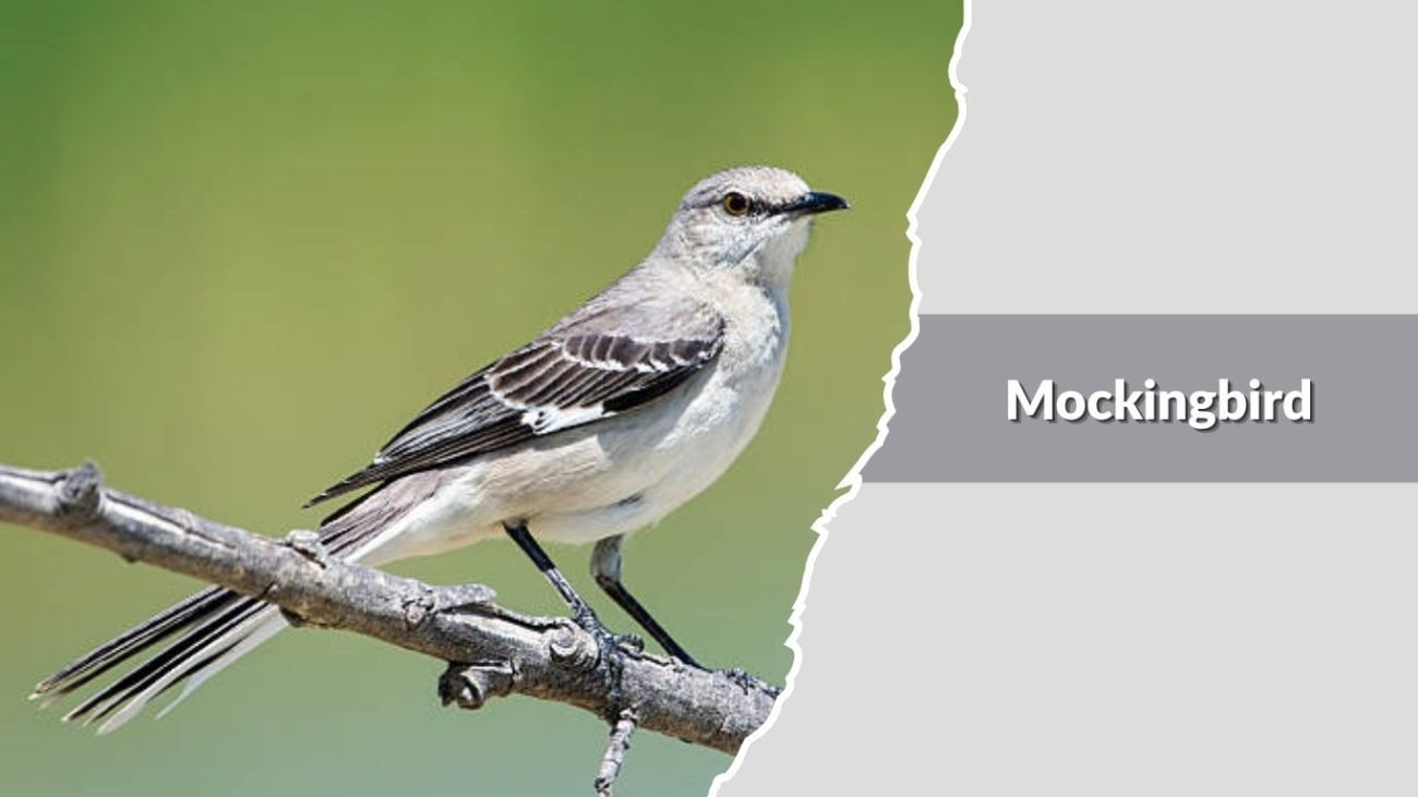 Mockingbird