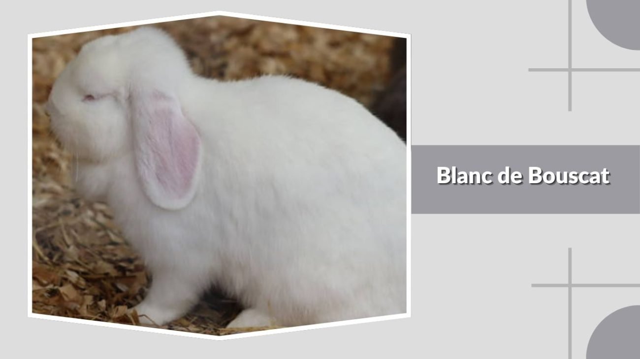 Blanc de Bouscat