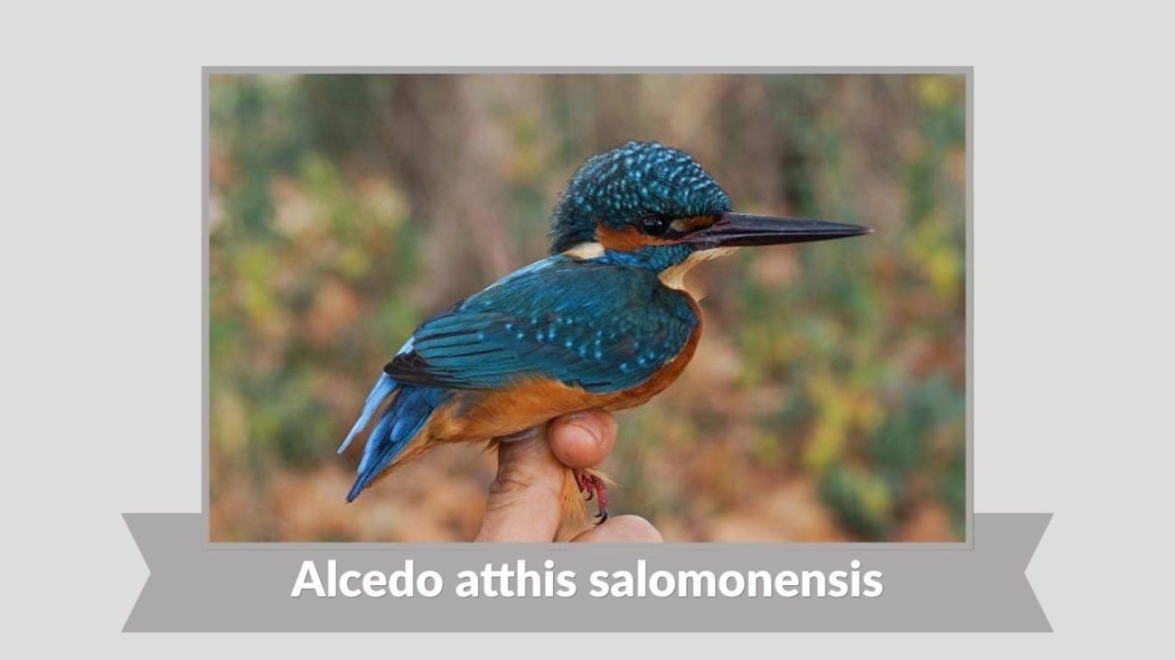 Alcedo atthis salomonensis