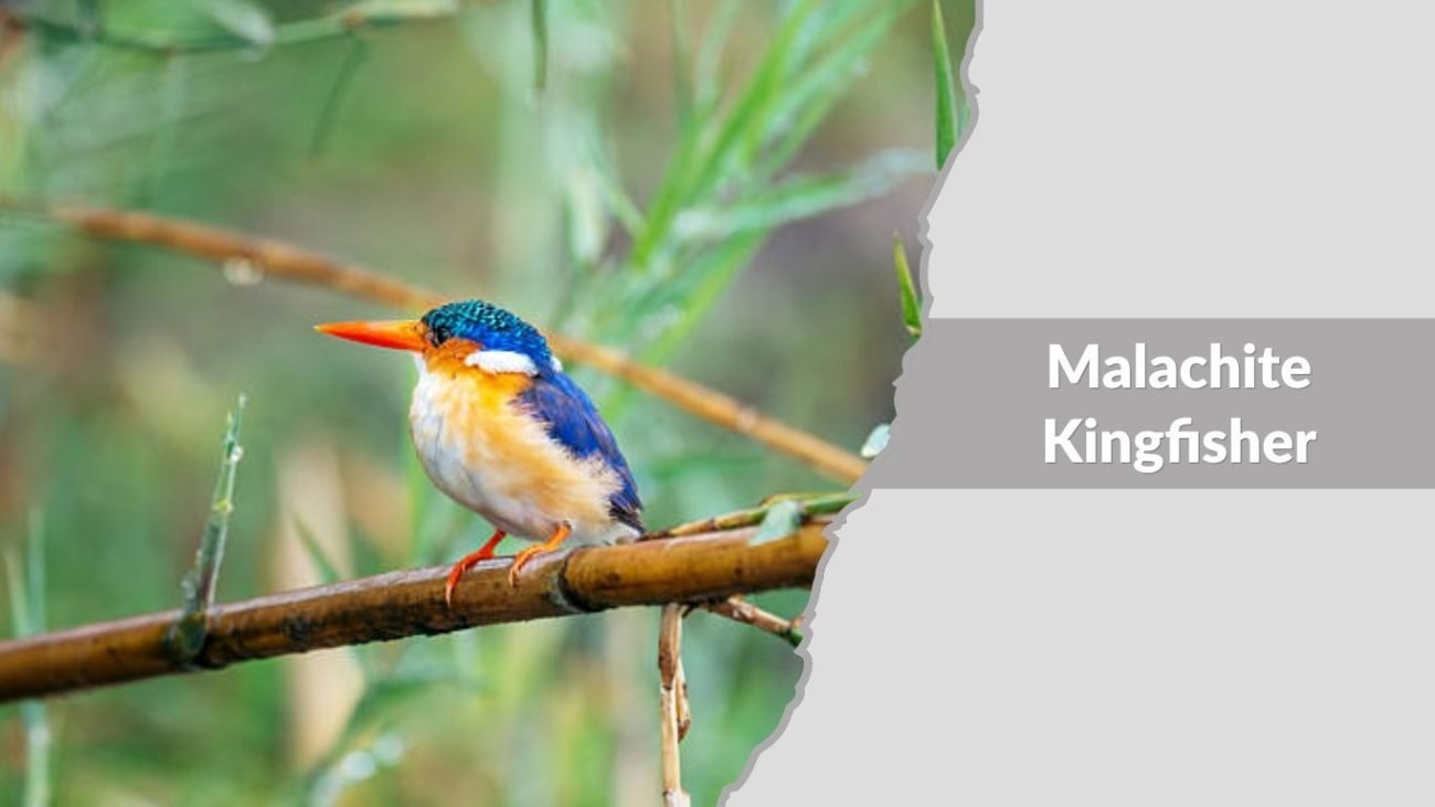  Malachite Kingfisher