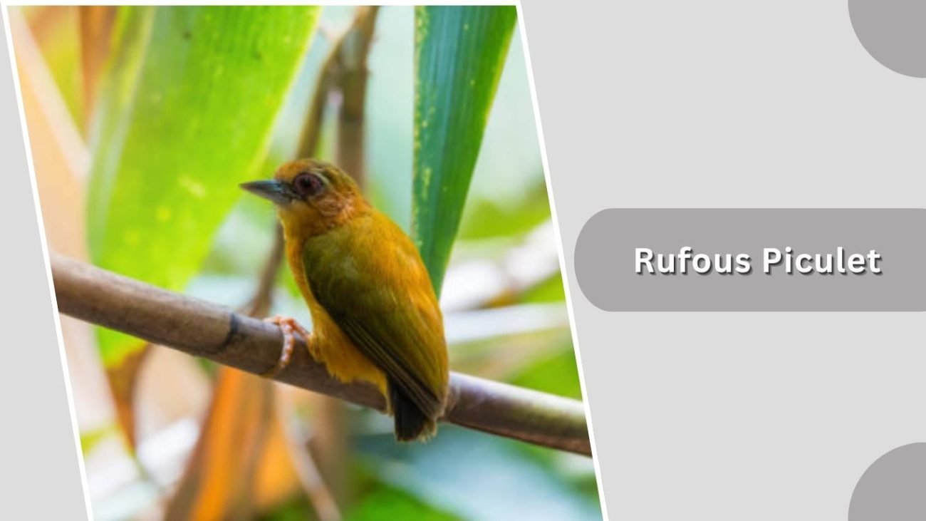 Rufous Piculet