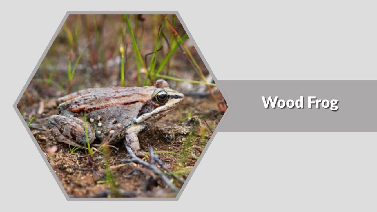 Wood Frog