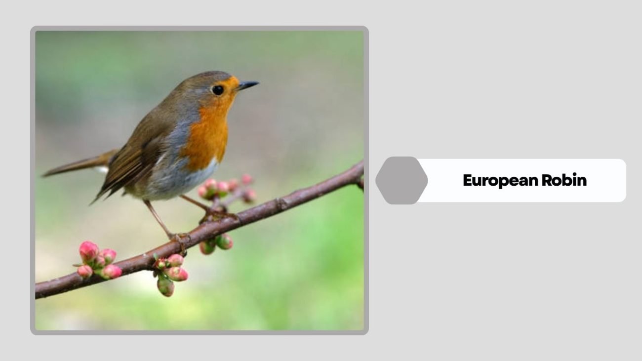 European Robin