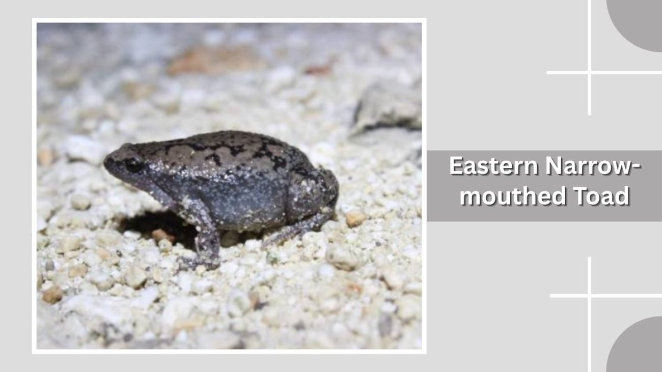 Eastern Narrow-mouthed Toad