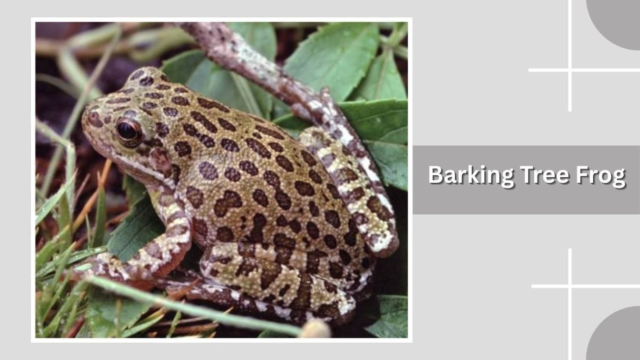 Barking Tree Frog