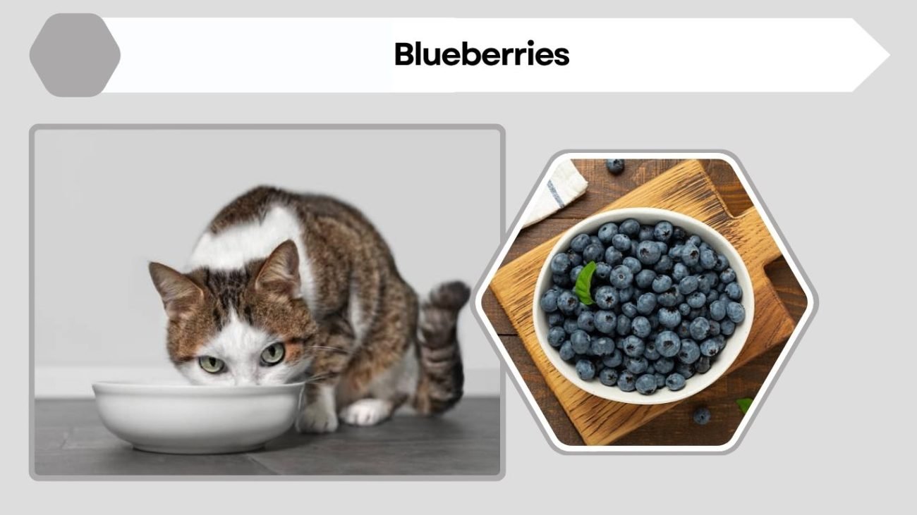 Blueberries