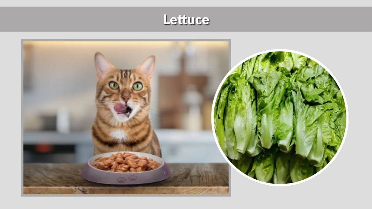 Lettuce