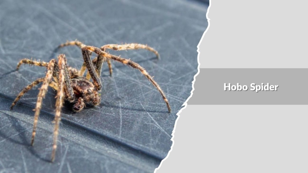 Hobo Spider (Eratigena agrestis)