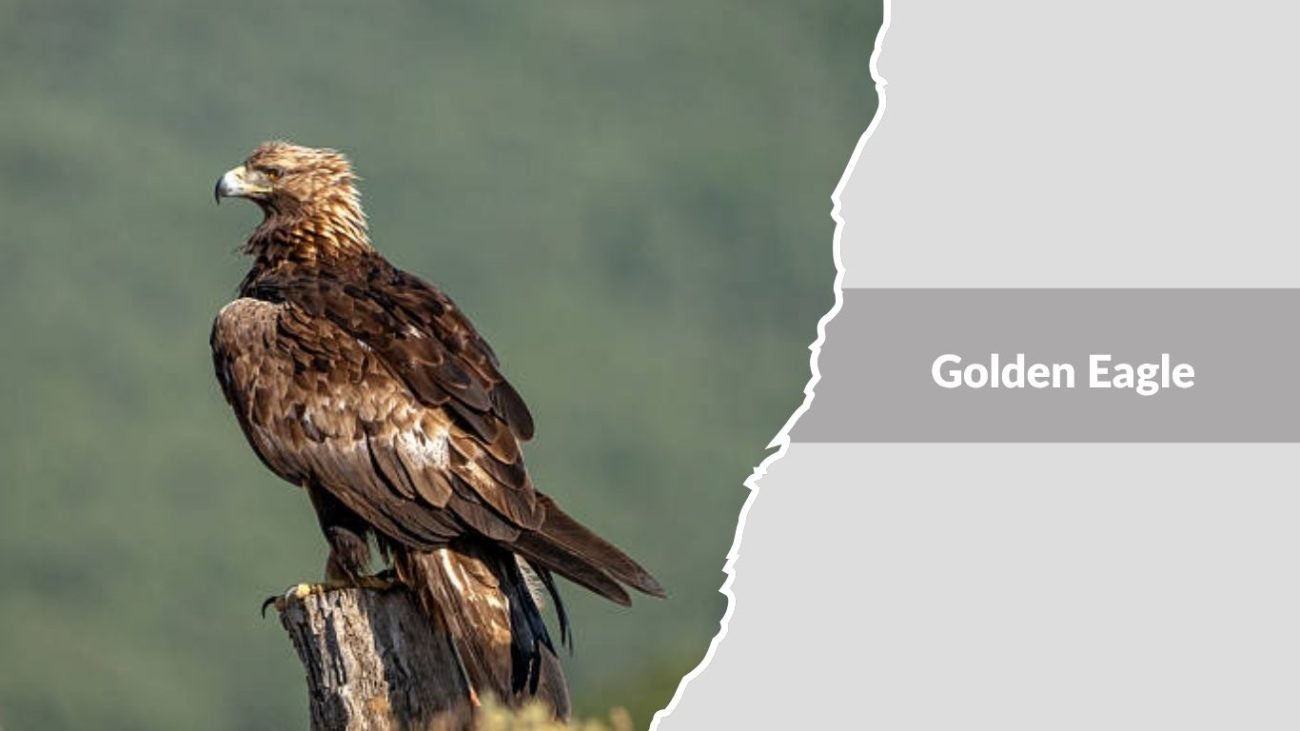 Golden Eagle