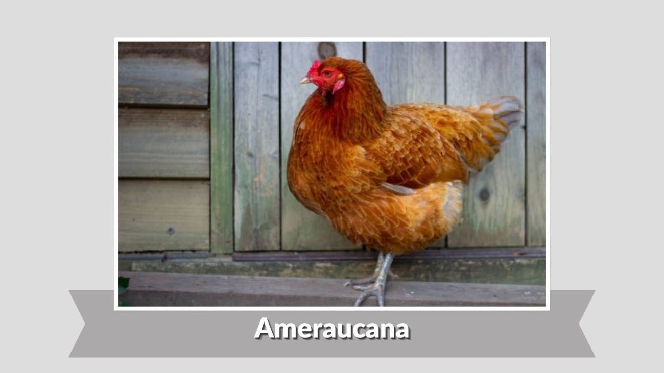 Ameraucana