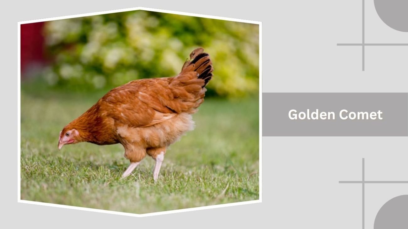 Golden Comet