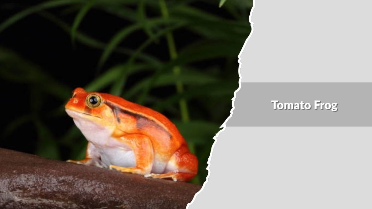 Tomato Frog