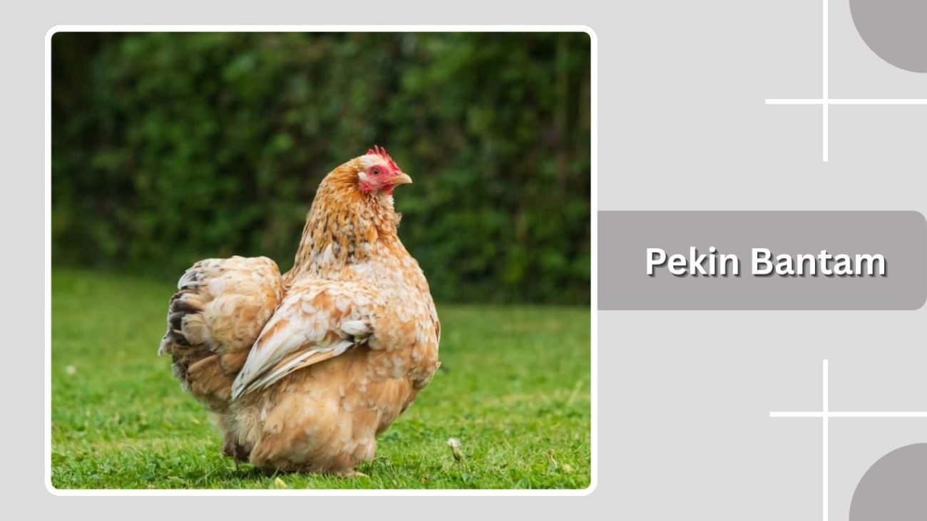 Pekin Bantam