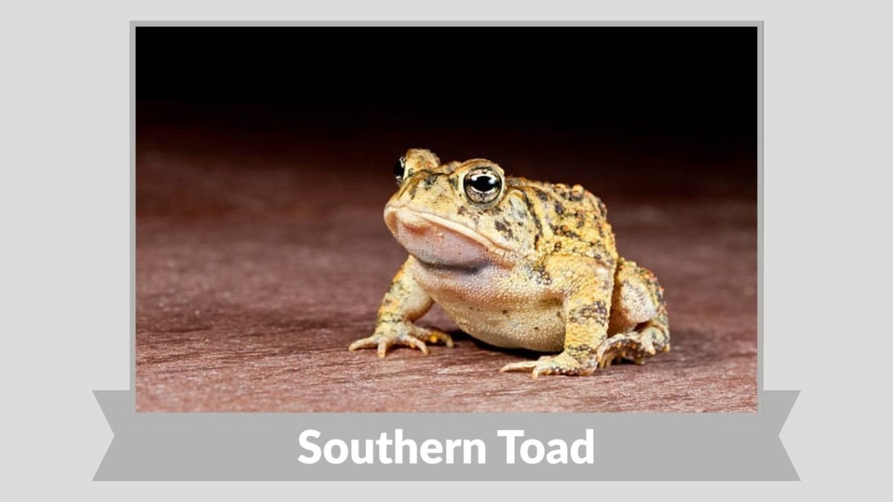 Southern Toad