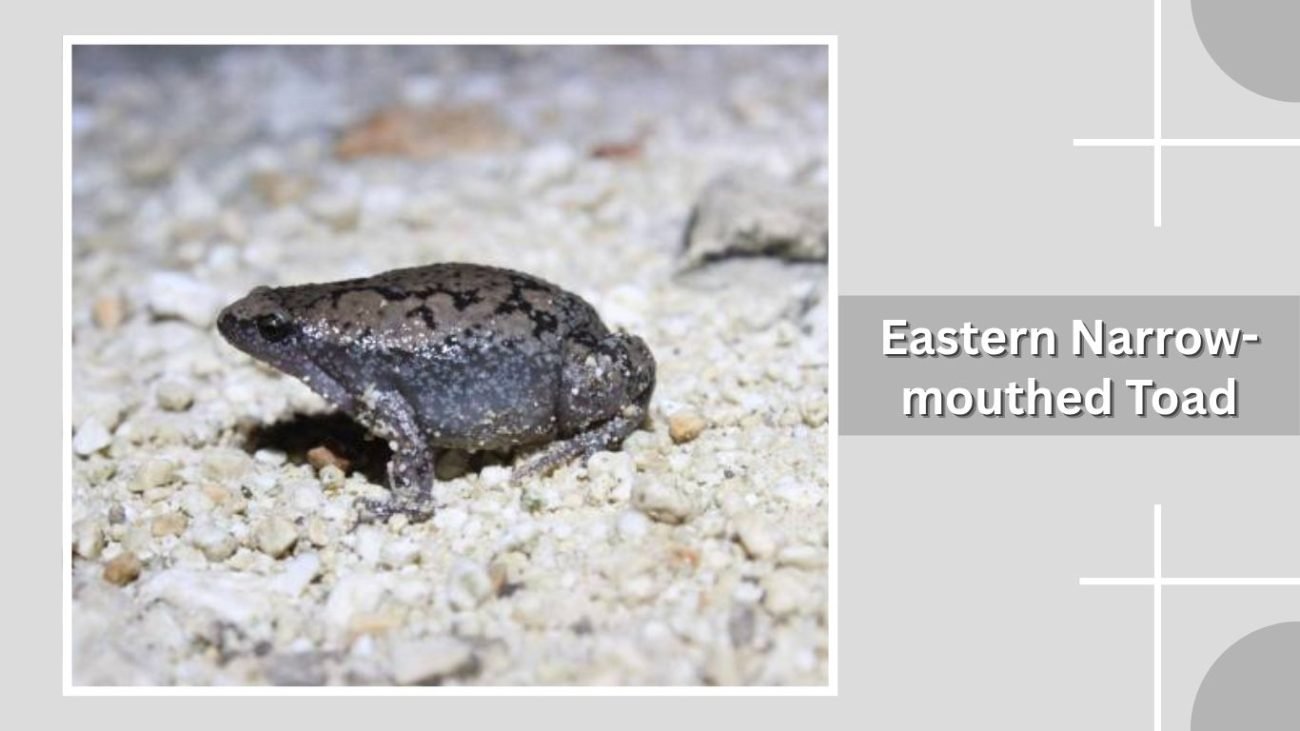 Eastern Narrow-mouthed Toad