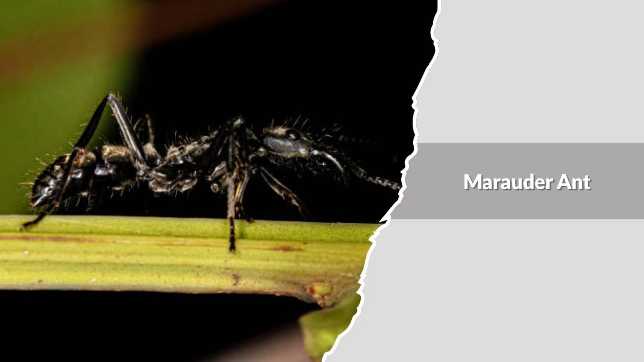 Marauder Ant