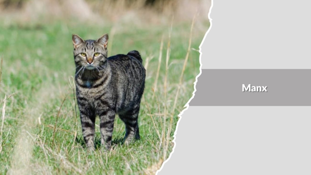 Manx