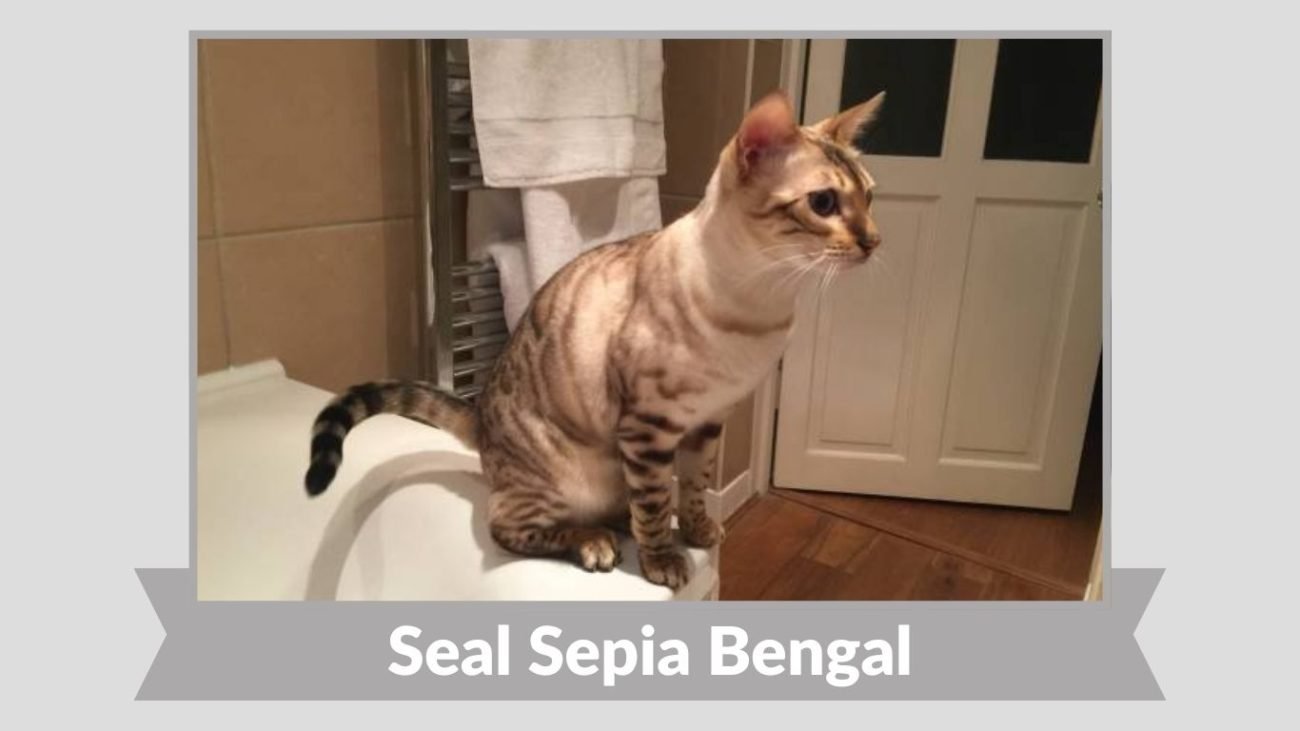 Seal Sepia Bengal