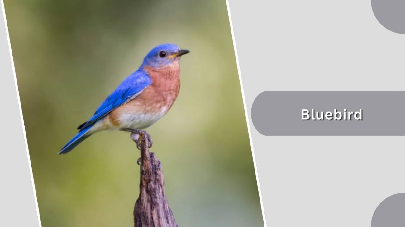 Bluebird
