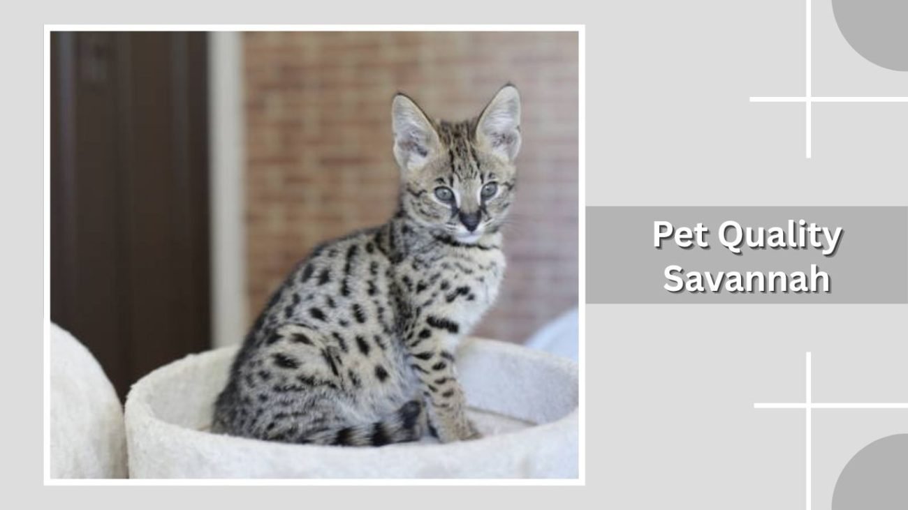 Pet Quality Savannah