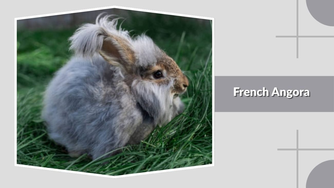 French Angora