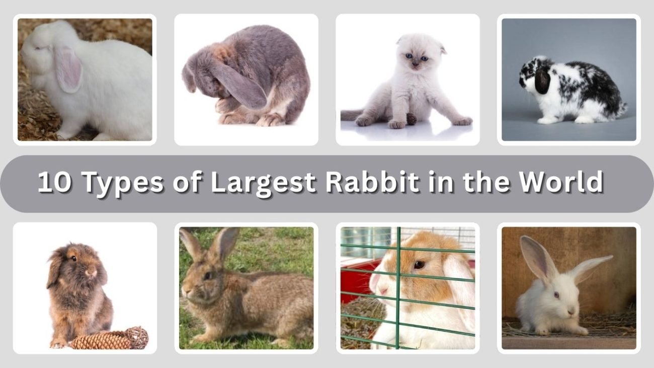 10 Types of Largest Rabbit in the World: Size and Pictures