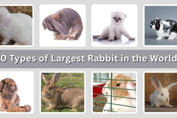 10 Types of Largest Rabbit in the World: Size and Pictures
