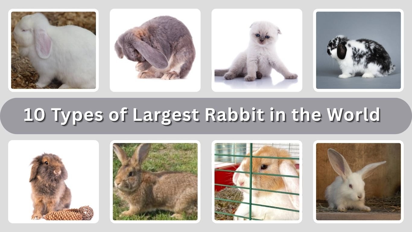 10 Types of Largest Rabbit in the World: Size and Pictures