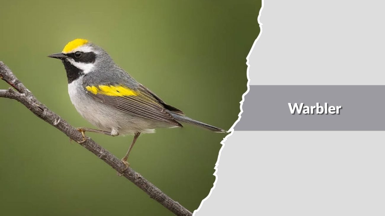 Warbler