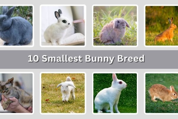 10 Smallest Bunny Breed : Identification with Name & Pictures