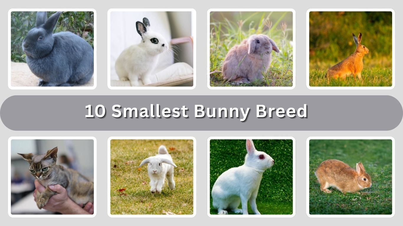 10 Smallest Bunny Breed : Identification with Name & Pictures