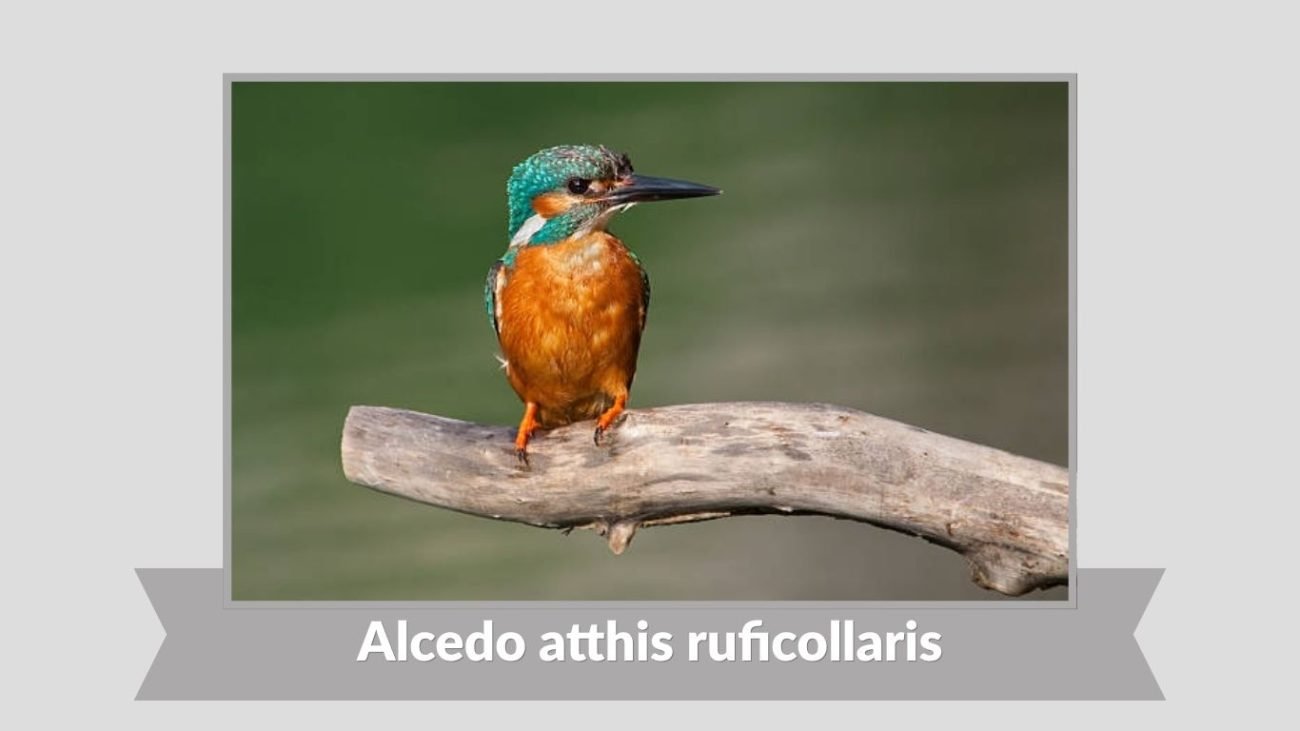 Alcedo atthis ruficollaris