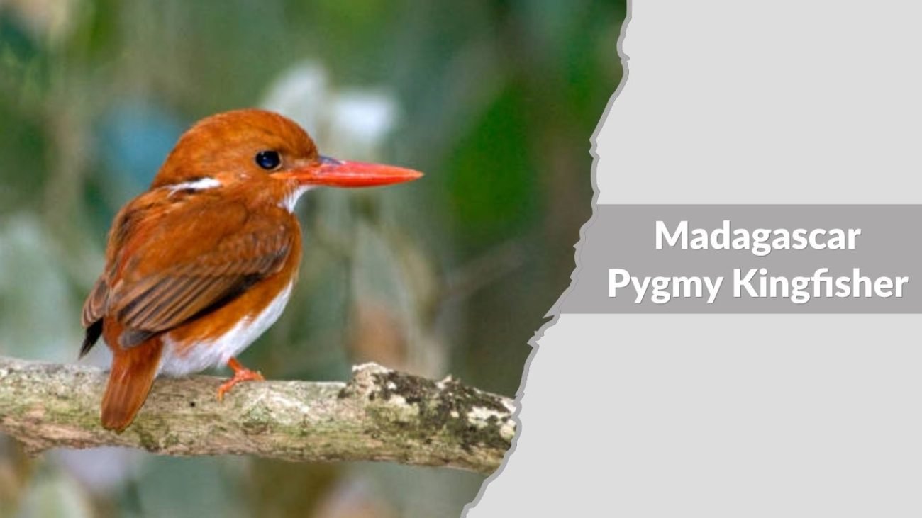 Madagascar Pygmy Kingfisher