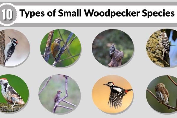 10 Types of Small Woodpecker Species: ID with Picture