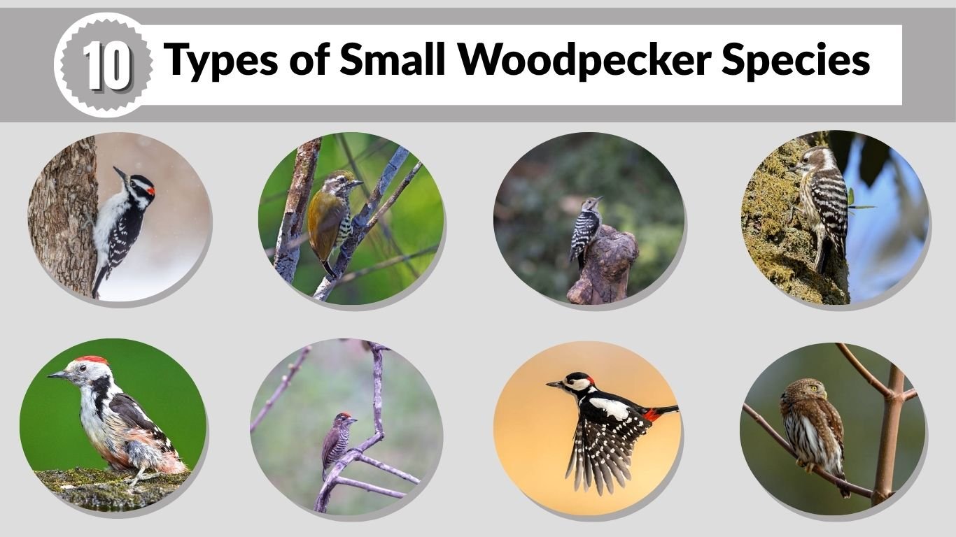 10 Types of Small Woodpecker Species: ID with Picture