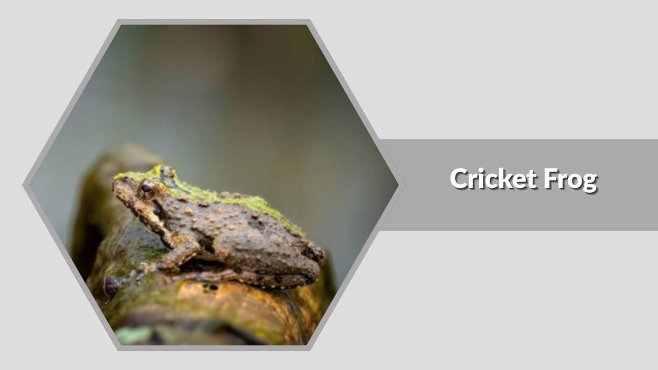 Cricket Frog