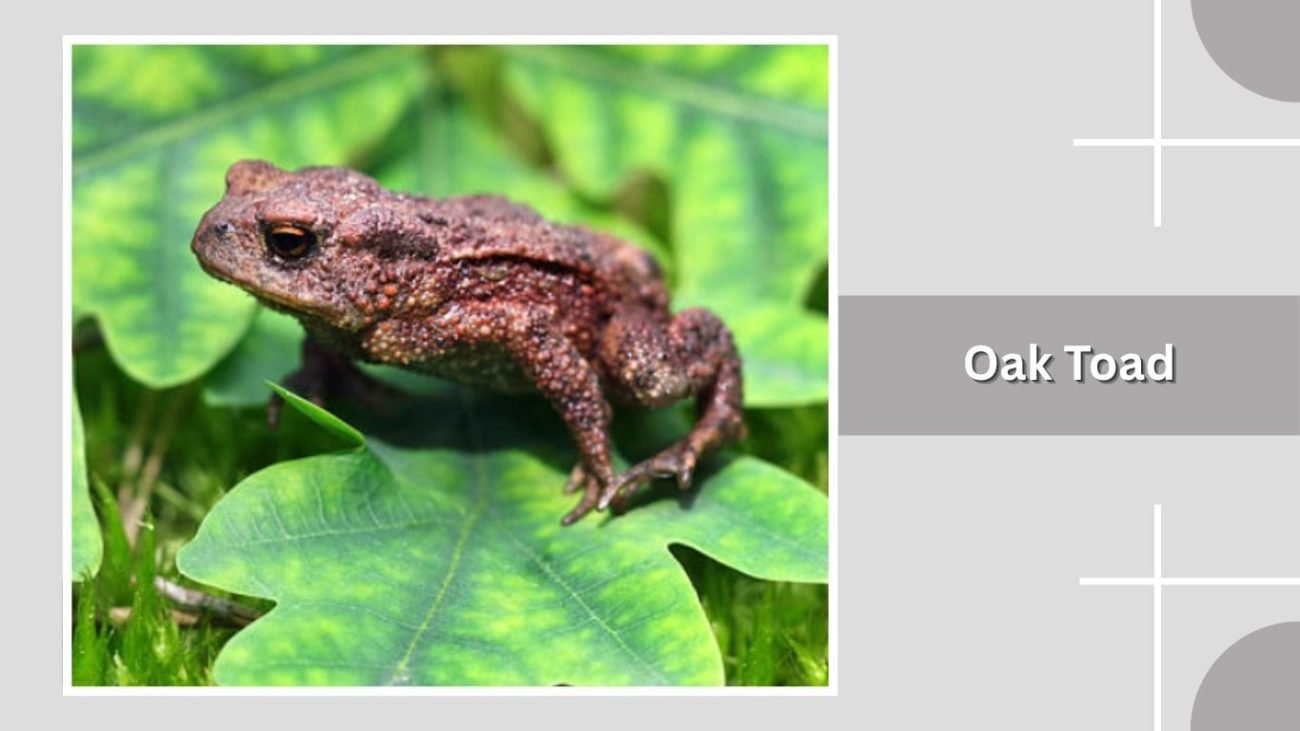 Oak Toad