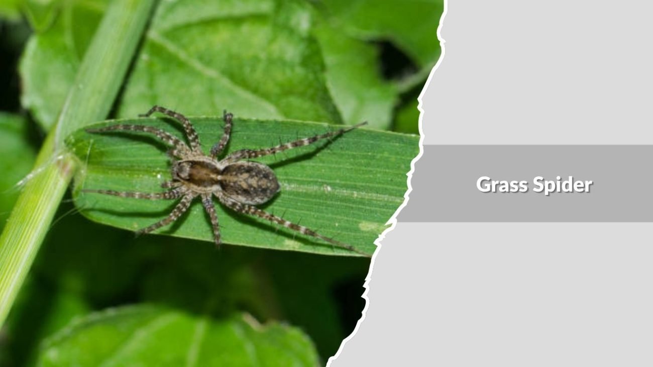 Grass Spider (Agelenopsis species)
