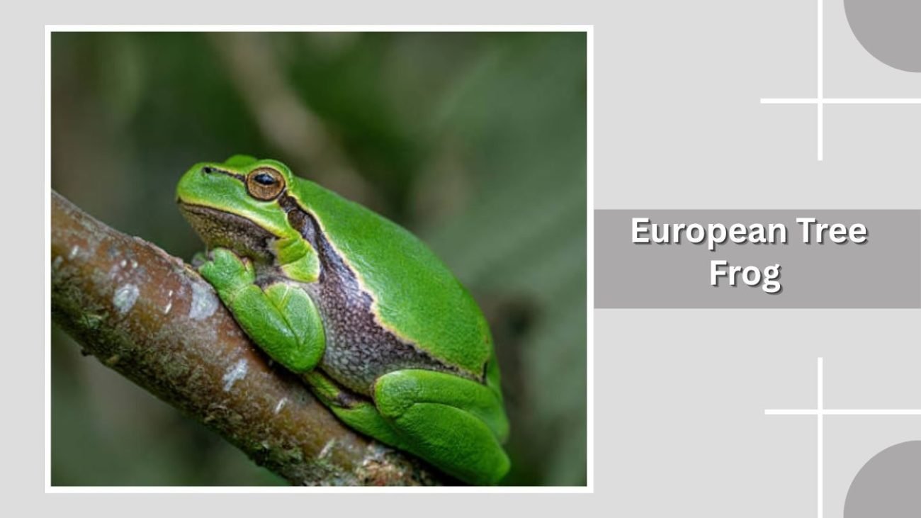 European Tree Frog