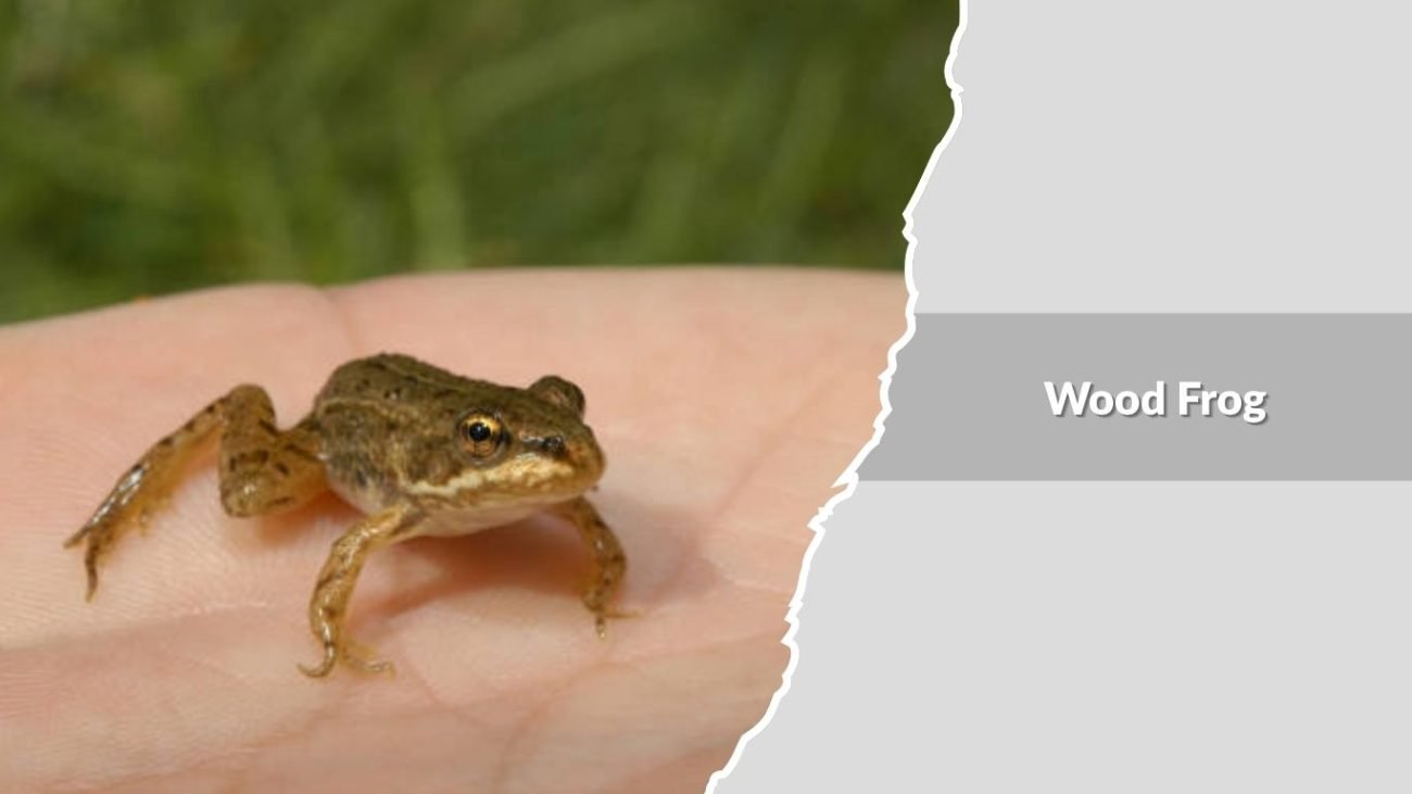 Wood Frog
