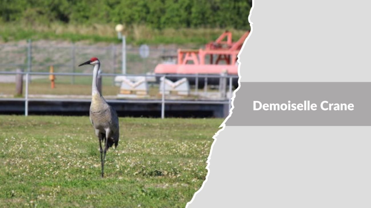 Demoiselle Crane